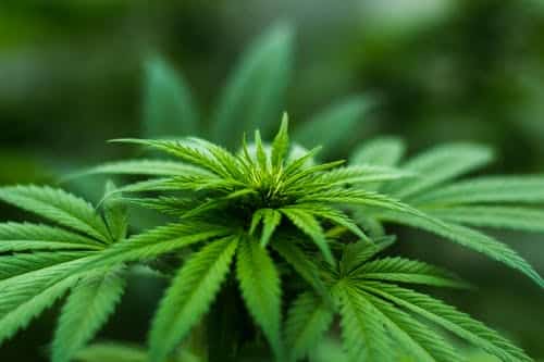 Shop Cannabis Legale, Marijuana E Hashish Justcanapa