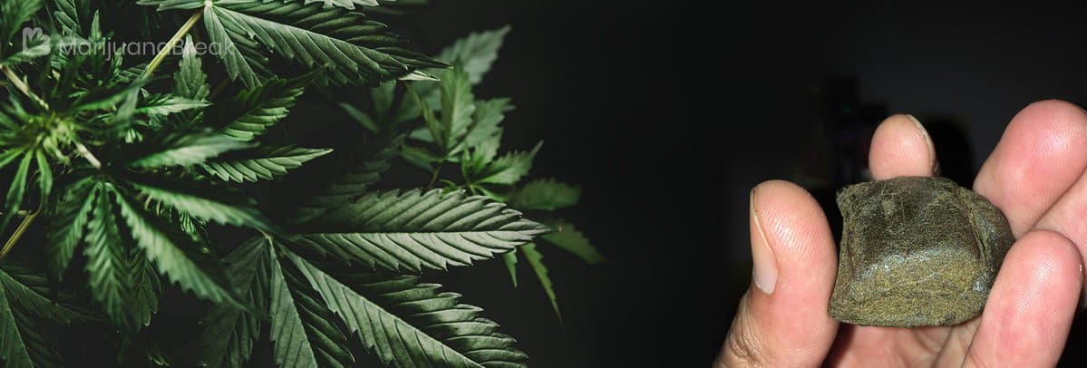DIVERSI TIPI DI CHARAS E CANNABIS