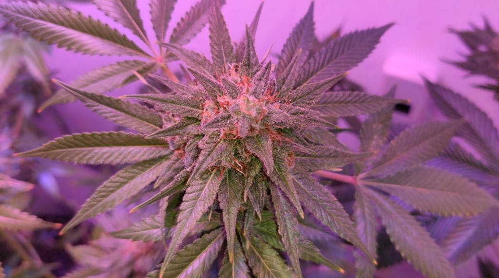 Il CBD è una terapia "promettente" nel trattamento dell'abuso di cocaina