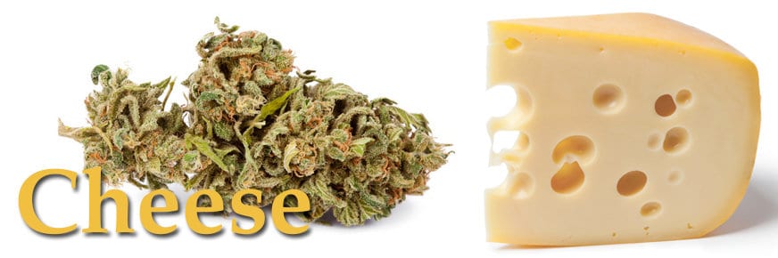 Blue Cheese, marijuana al sapore di formaggio stagionato.jpg