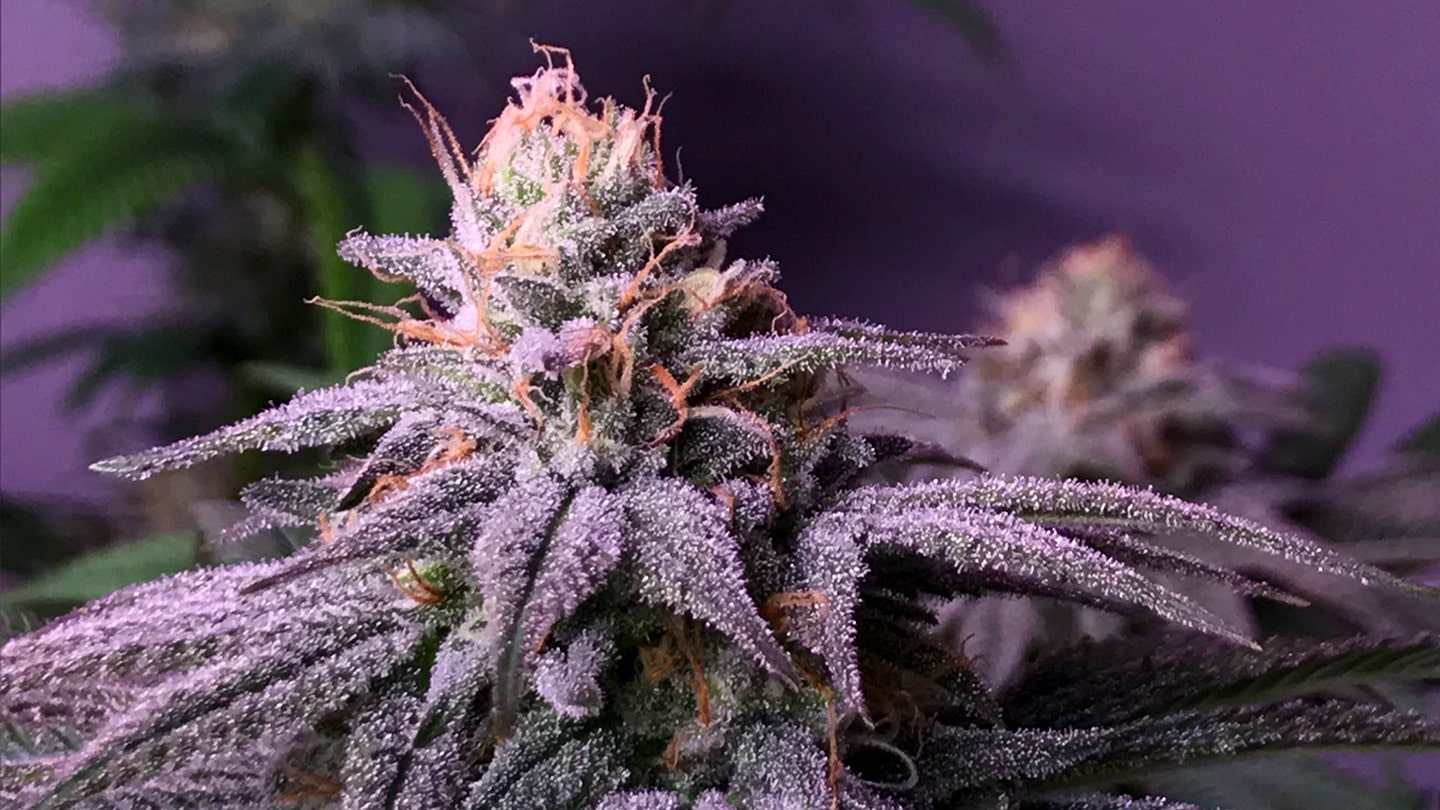 Blueberry weed