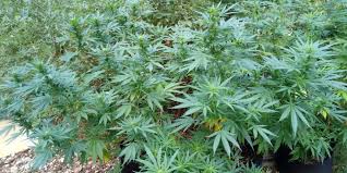 Cheese Weed e Come coltivarla