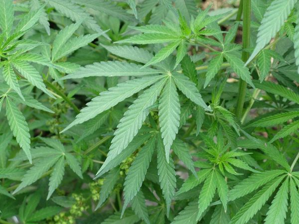 Lo sapevi che? Grandi curiosità nel mondo della Cannabis
