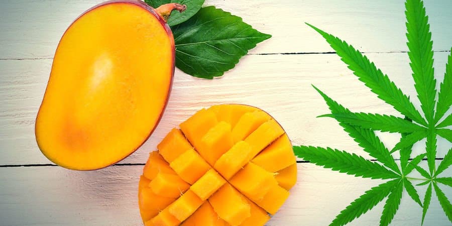 a proposito della mango haze