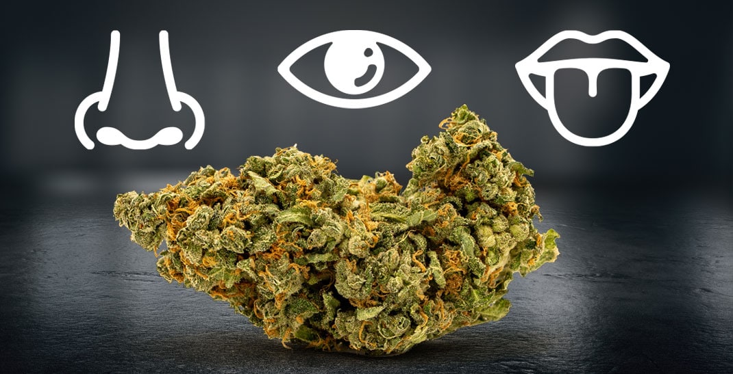 Blue Chees Weed