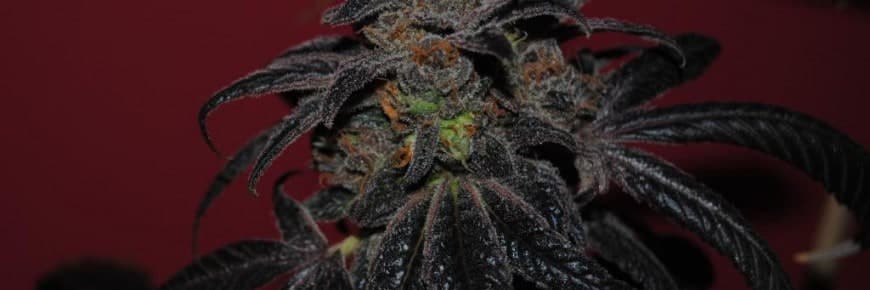 Blueberry Weed, marijuana aromatizzata al mirtillo