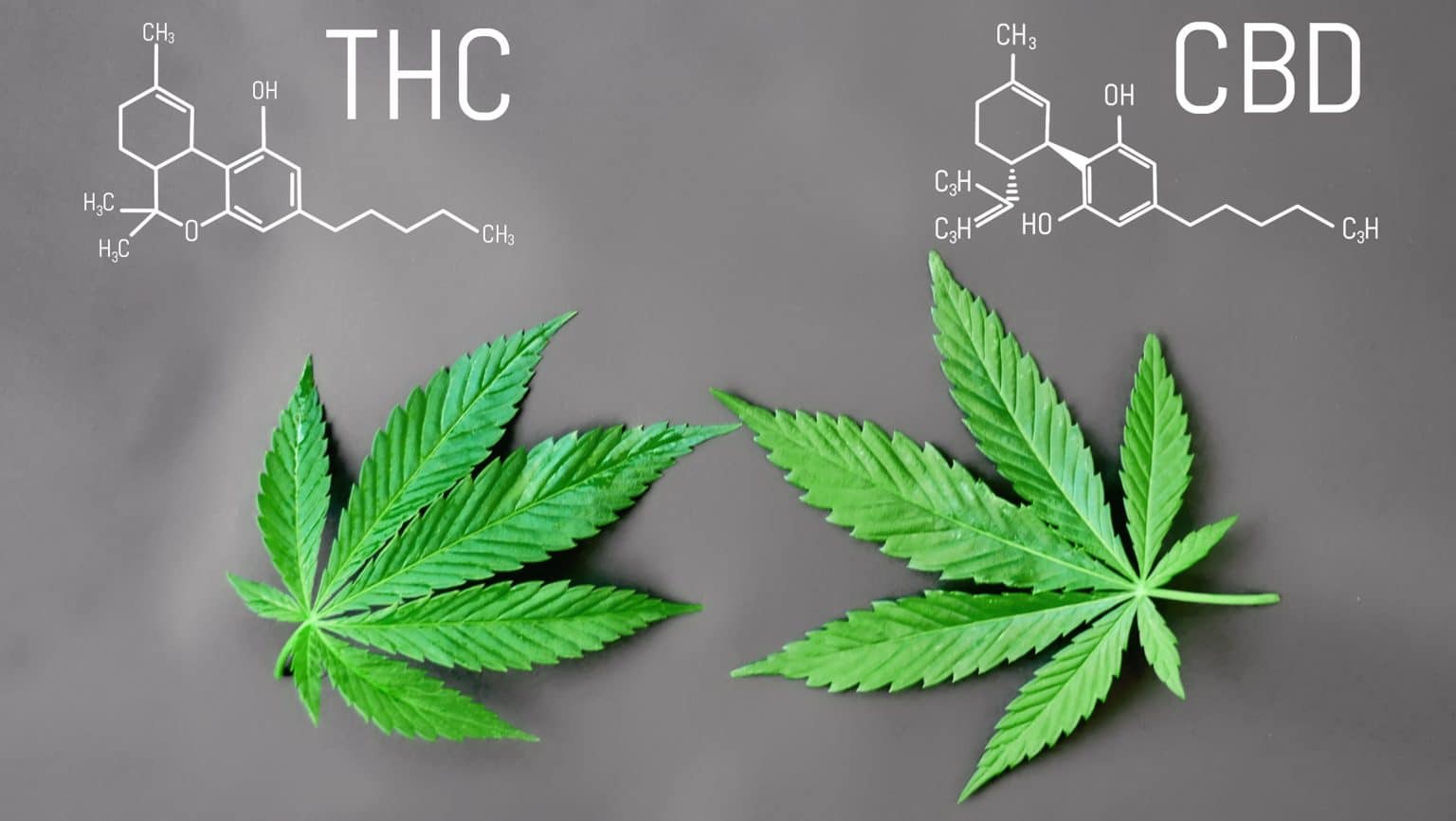 Thc E Il Cbd Presenti Nella Marijuana
