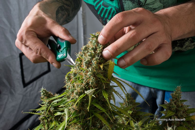 Taglio, essiccazione e stagionatura della marijuana