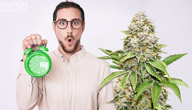 Blue Cheese weed