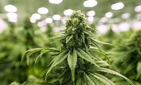 blue cheese weed, automatic