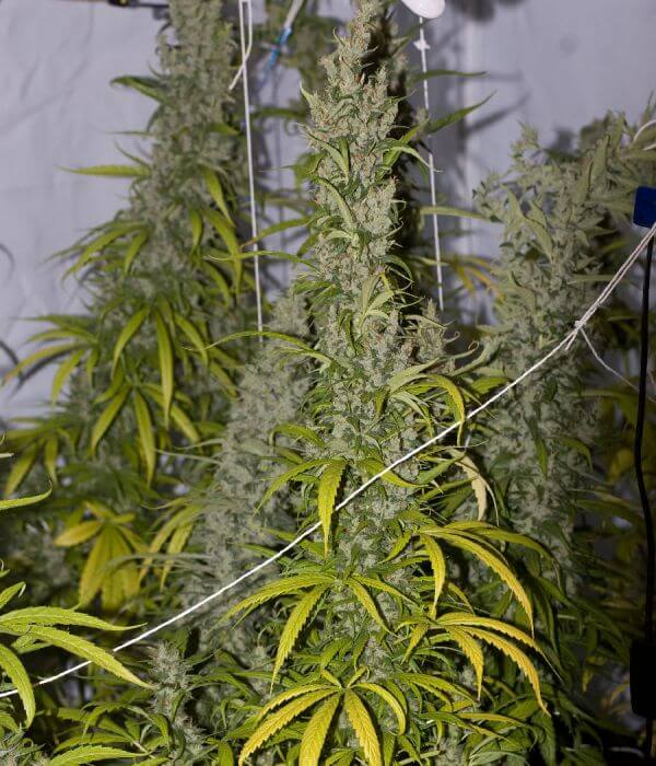 caratteristiche tecniche mango haze