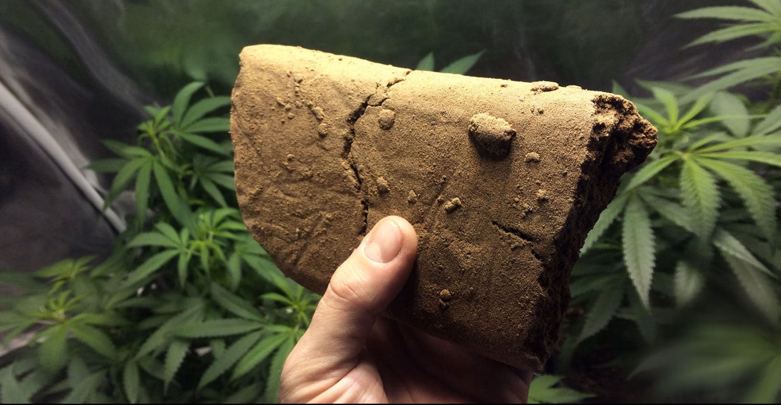 Hashish Nero