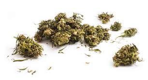 Mango Haze Effetti E Caratteristiche