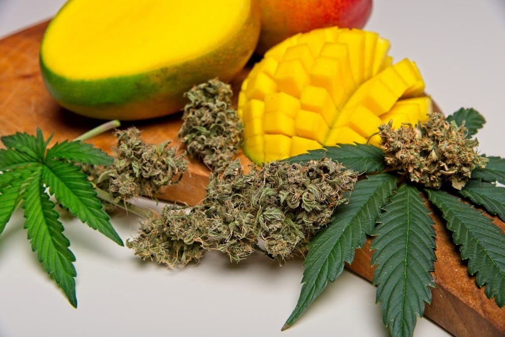 mango haze tra le più potenti varietà di marijuana