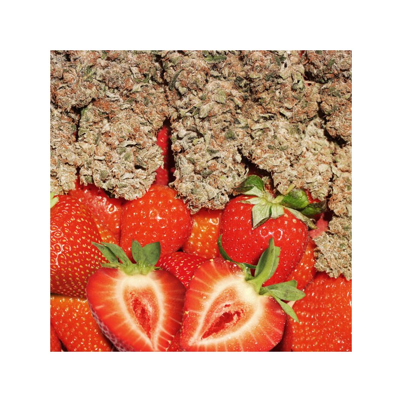 Strawberry Haze