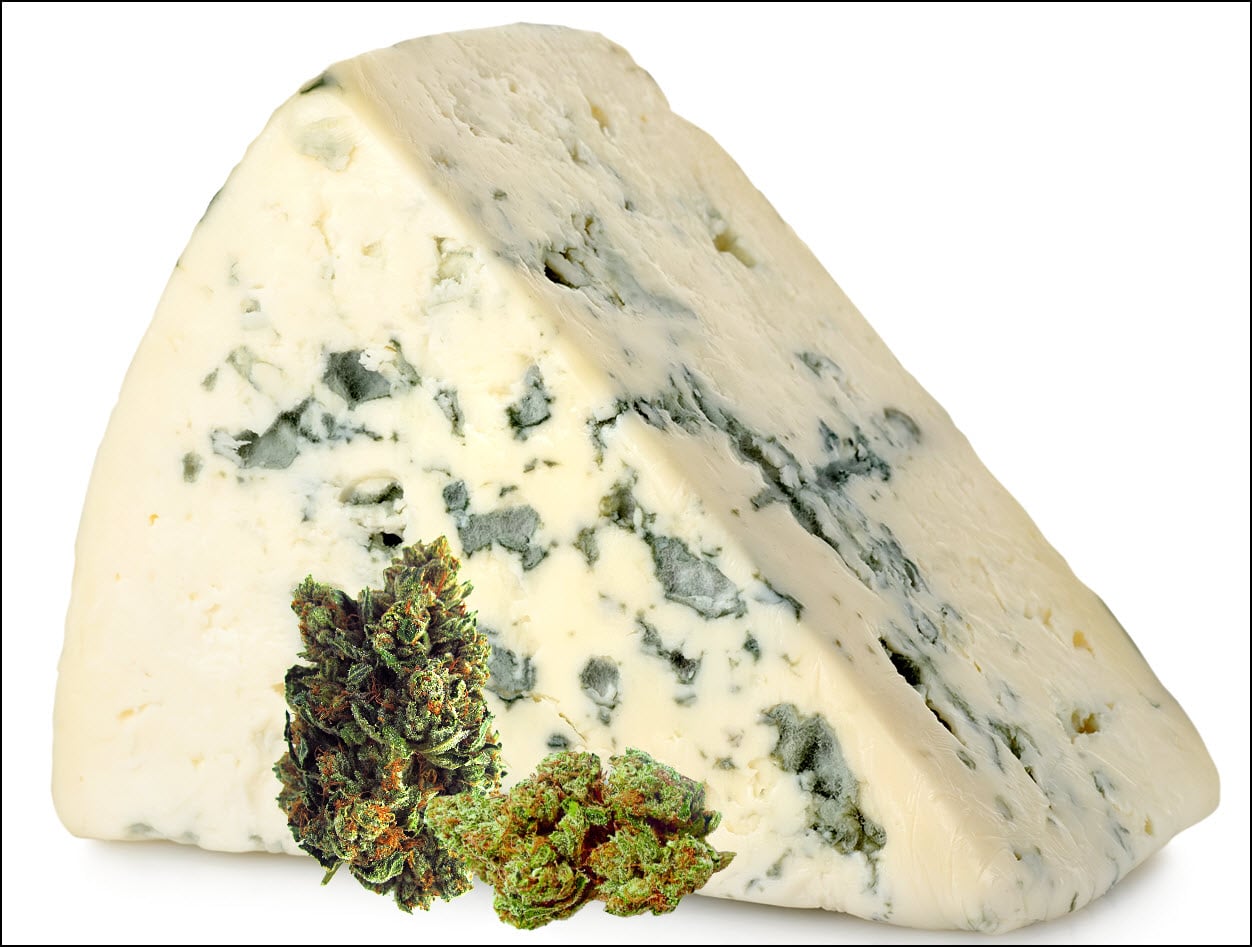 Blue Cheese Weed Perché Alcune Varietà Di Cannabis Odorano Di Formaggio?