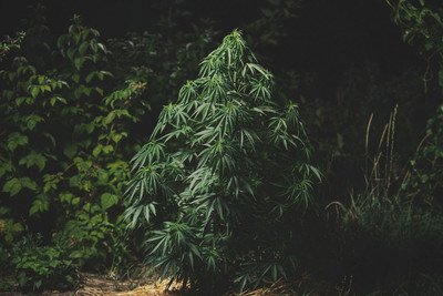 Cannatonic Pietra Miliare Della Coltivazione Di Cannabis