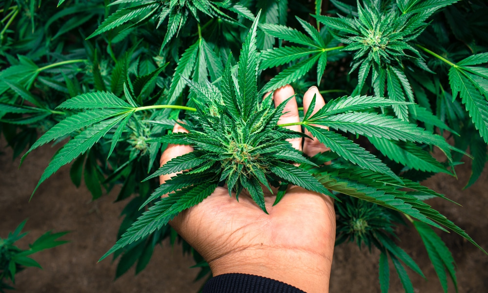 Come Coltivare Marijuana Una Guida Passo Passo Per Principianti