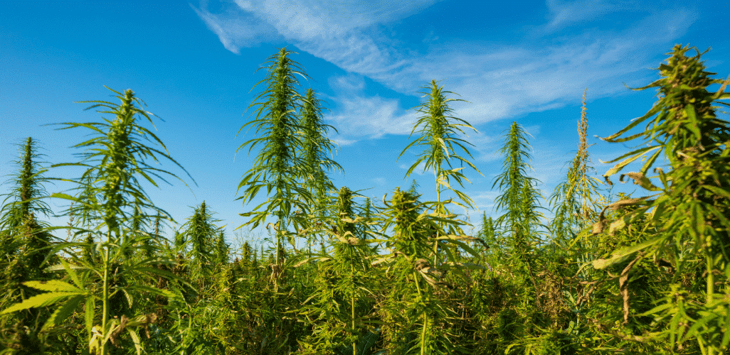 Dove Cresce La Cannabis In Modo Naturale? cannabis ruderalis