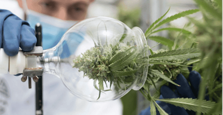 Gli Esperti Di Cannabis Segnalano Una Svolta Anti Covid