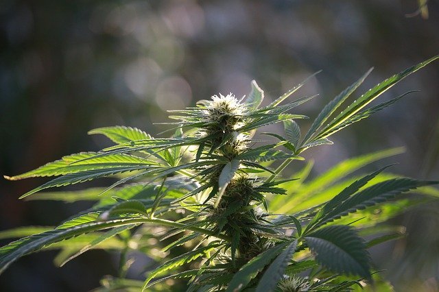 La Varietà Mango Haze Recensita