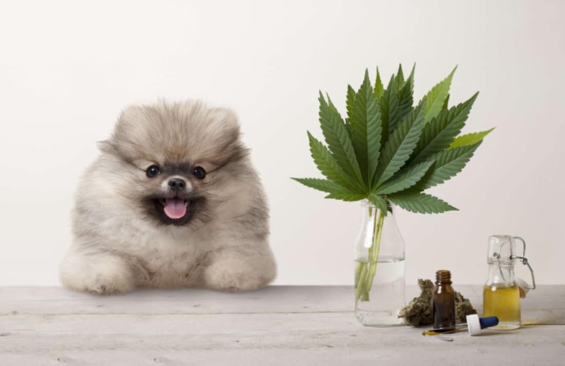 Olio Di Cannabis Per Le Allergie Agli Animali Domestici Tutto Ciò Che Devi Sapere