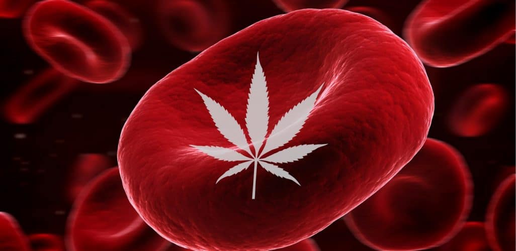 Puoi Donare Il Sangue Se Fumi Marijuana?