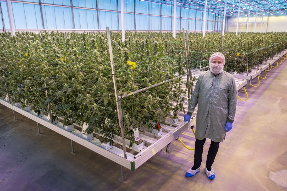 Serre Giganti Sorgono In Europa E Si Riempiono Di Marijuana Legale