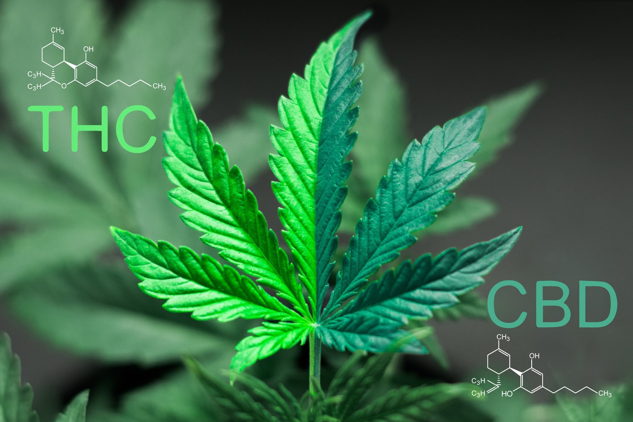 Cbd Vs Thc