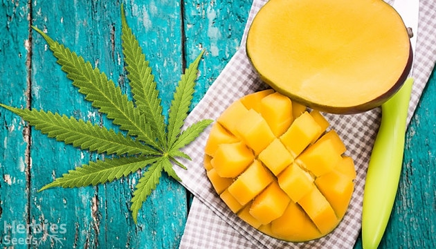 Mango Haze Mango E Marijuana Una Miscela Magica