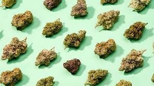 Cannabis Ibrida