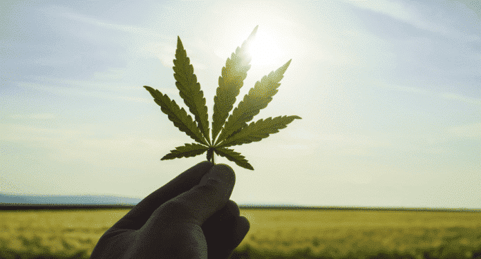 Marijuana Legale