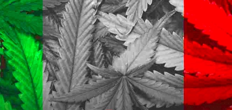 Marijuana Legale Sarà Presto Legale Coltivare La Propria In Italia