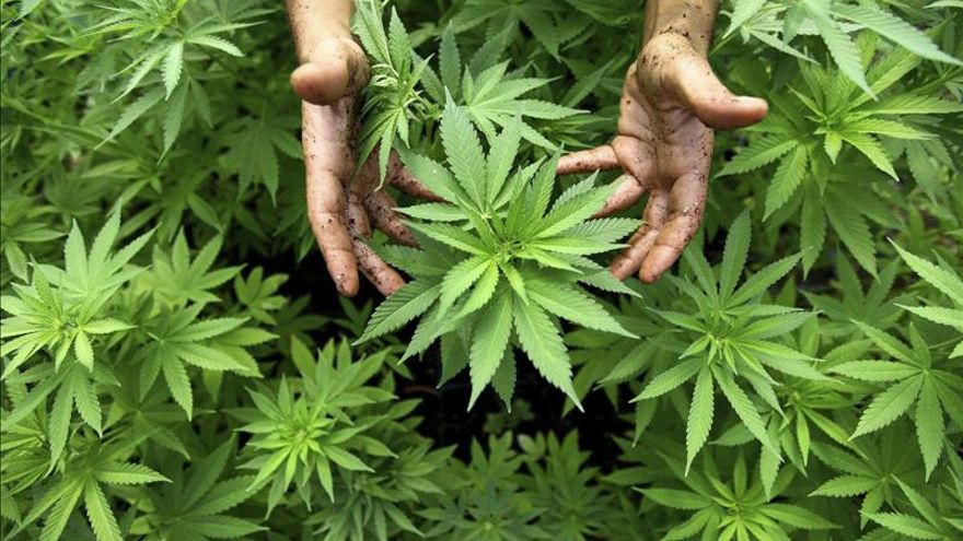 Cbd La Nuova Marijuana Legale Che Va Di Moda