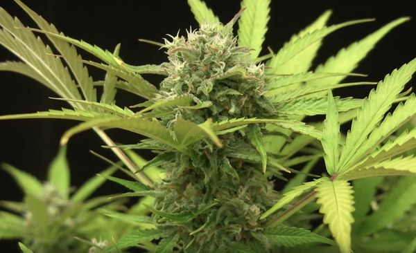 Cannabis Blue Cheese La Pianta E Il Suo Utilizzo