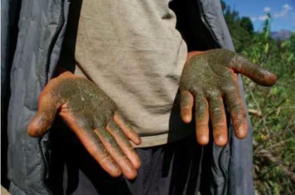 Le Migliori Varietà Di Hashish Al Mondo