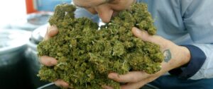 Marijuana Legale In Italia E Dove Acquistarla