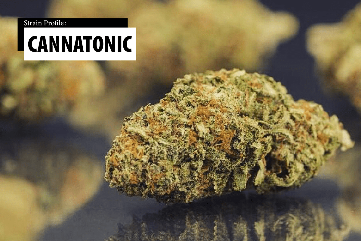Cannatonic, Una Cannabis Differente