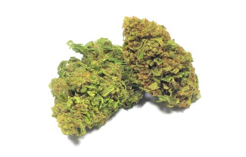 Lemon Haze, La Marijuana Più Venduta Del Momento