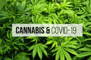 Cannabis Covid 19