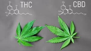 Cbd Legal Cannabis Medical Virtues: Anti Inflammatory, Analgesic, Anxiolytic, Etc. Cbd And Thc Formula. Thematic Photos Of Hemp And Green Ganja. Background Image