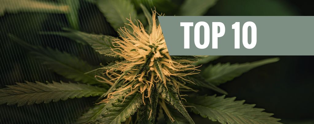 Blueberry Weed, La Cannabis Al Mirtillo