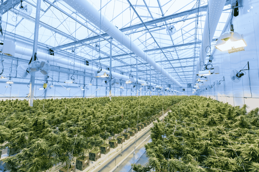 Cannabis Legale, Ma Non Per Lo Stato Italiano?